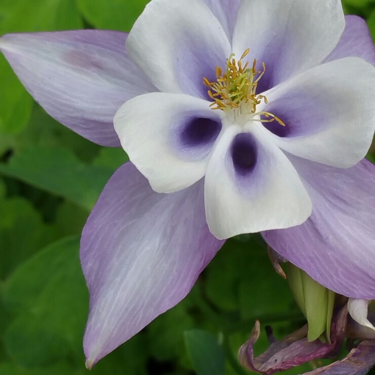 Columbine