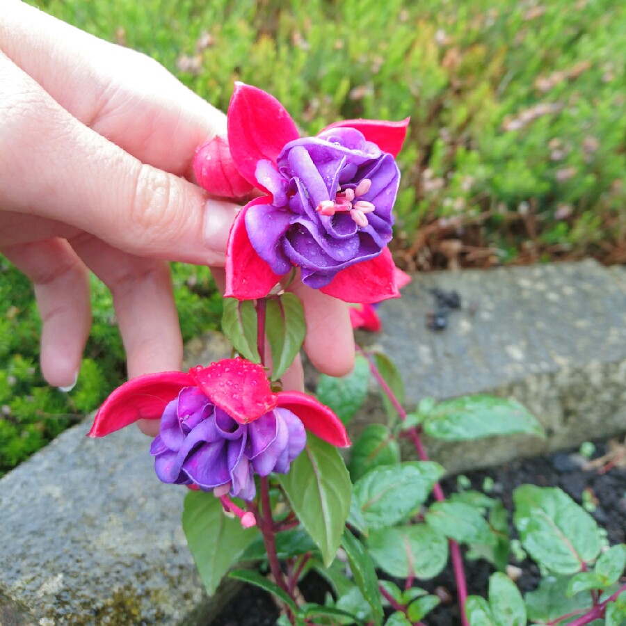 Plant image Fuchsia 'Dollar Princess'