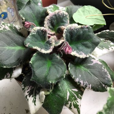 African Violet