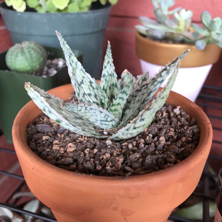 Plant image Aloe 'Blizzard'