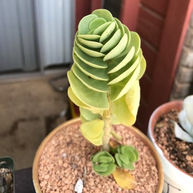 Portulaca Molokiniensis 