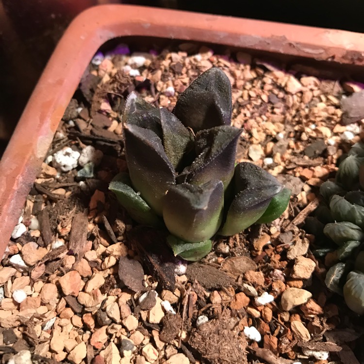 Plant image Haworthia hybrid cooperi var. venusta x 'Chocolate'