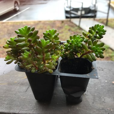 Sedum Rubrotinctum Dwarf 