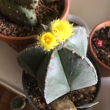 Astrophytum myriostigma