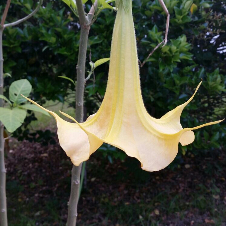 Plant image Datura Metel 'Ballerina Yellow'