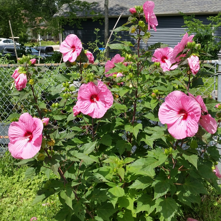 Plant image Hibiscus extreme 'Hot Pink'