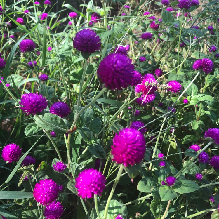 Plant image Gomphrena globosa