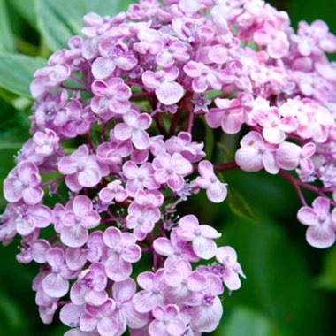 Hydrangea 'Ayesha'