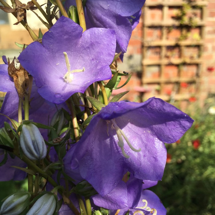 Plant image Campanula pyramidalis Blue