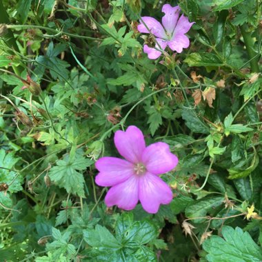 Endres's Cranesbill