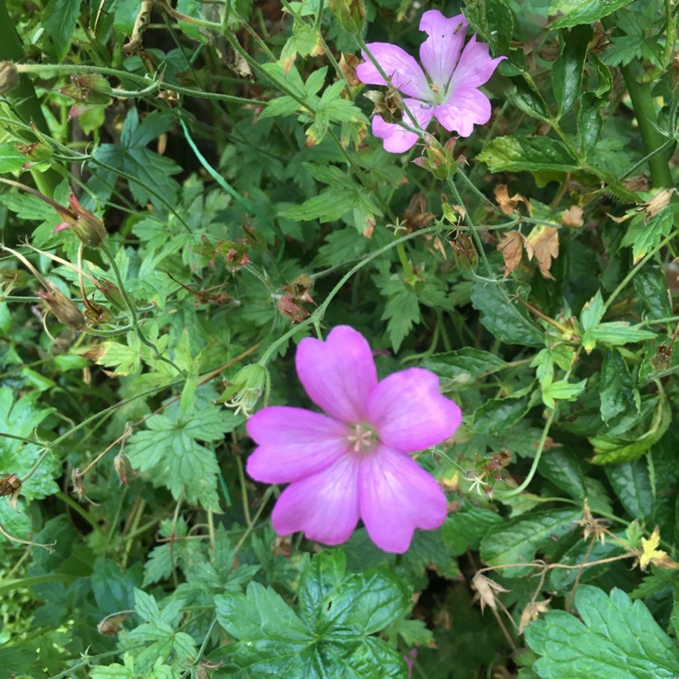 Plant image Geranium endressii