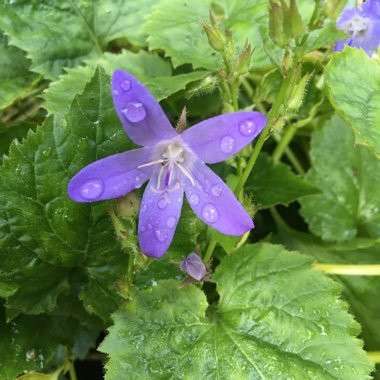 Bellflower 'Blue Gown'