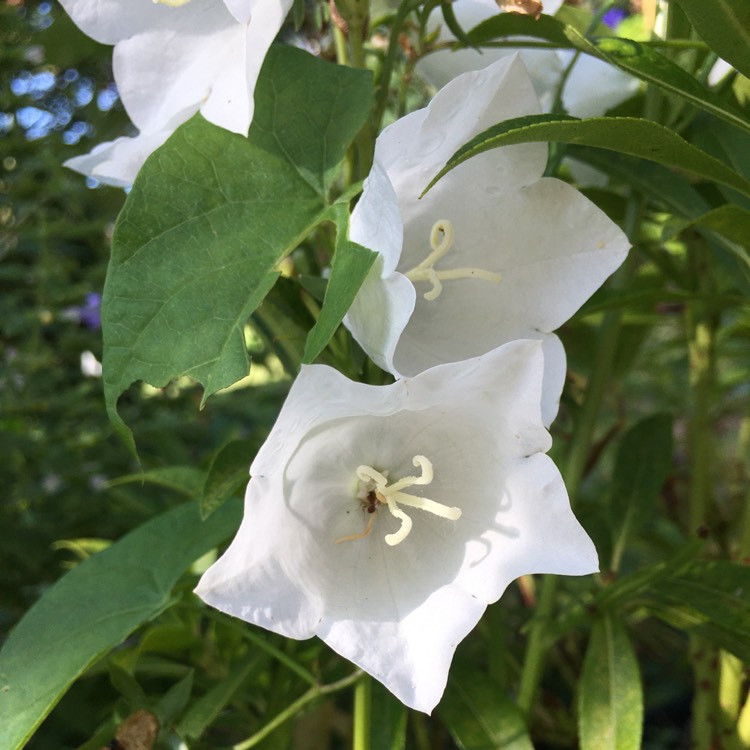 Plant image Campanula persicifolia 'Bells White'