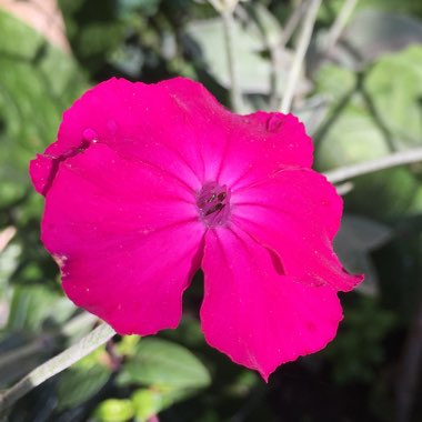 Rose Campion