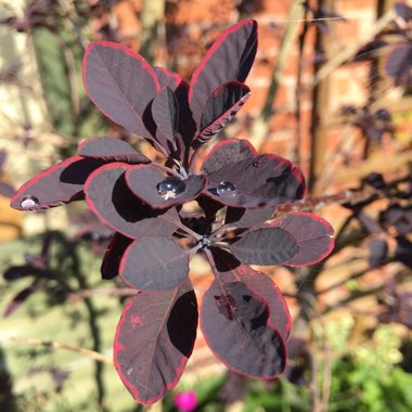 Smoke Bush 'Lilla'