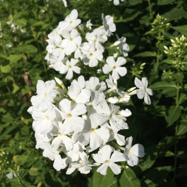 Phlox paniculata