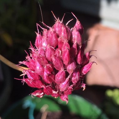 Allium (Species) Drumstick Allium