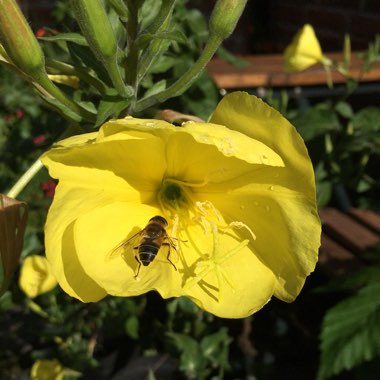 Common evening primrose