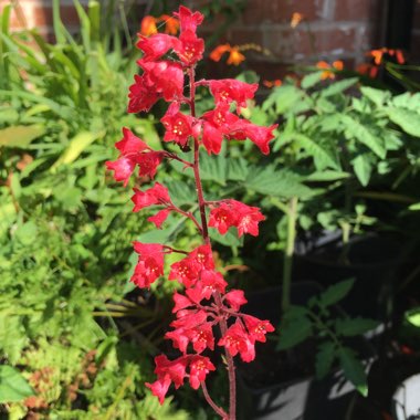 Coral Bells