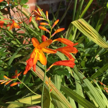 Montbretia