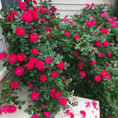 Rose 'Knock Out' (Shrub)