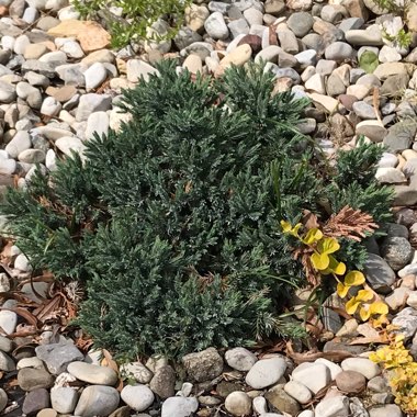 Flaky Juniper 'Blue Carpet'