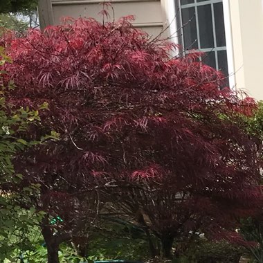 Cut Leaf Japanese Maple 'Ornatum'