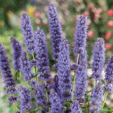 Agastache 'Blue Fortune'