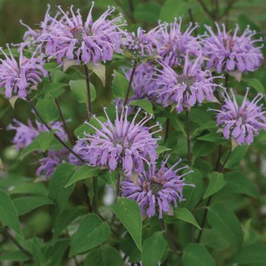 Eastern Bee Balm