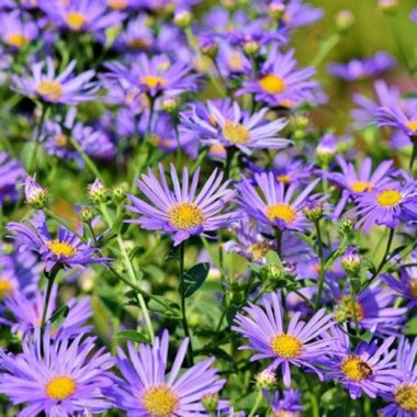 Aster 'Lady In Blue'