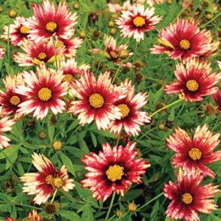 Threadleaf Coreopsis 'Ladybird'