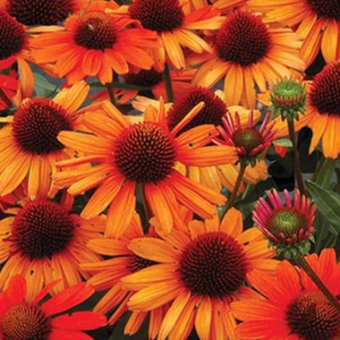 Coneflower 'Orange Skipper'