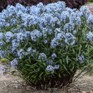 Eastern Bluestar 'Salicifolia'