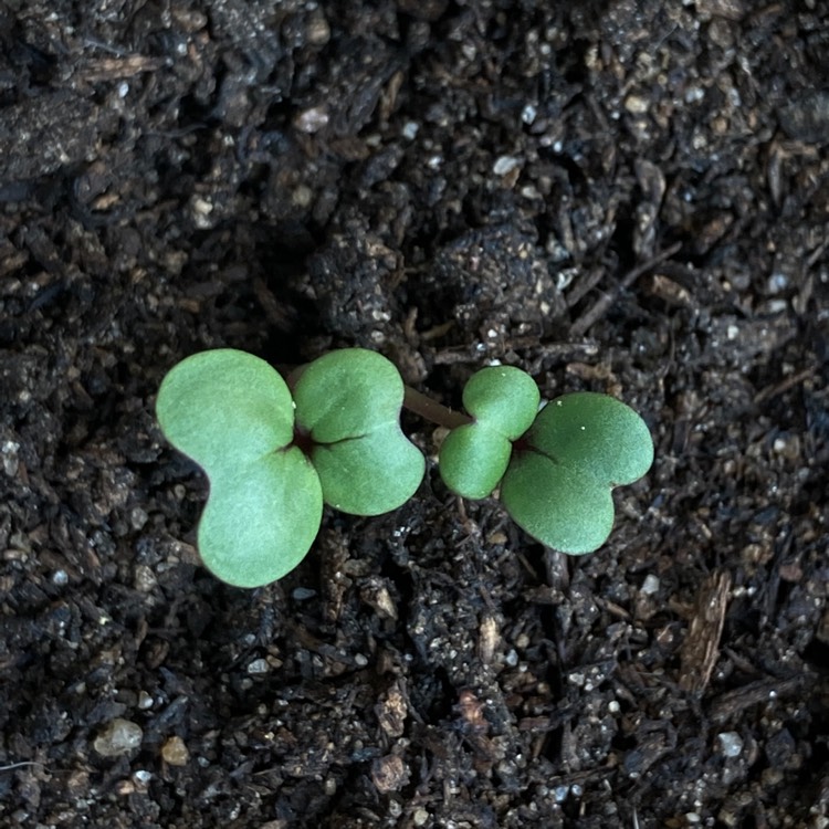 Plant image Brassica chinensis var. parachinensis