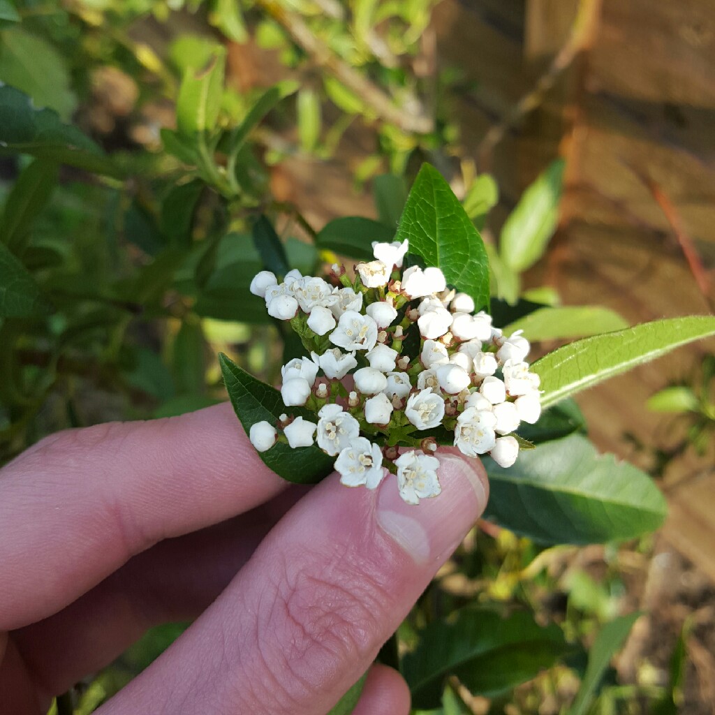 Laurustinus 'Lucidum'