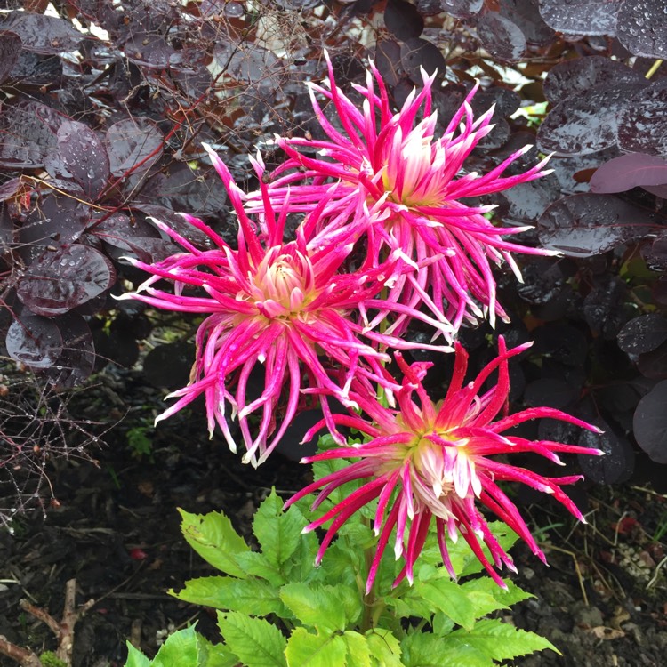 Plant image Dahlia 'Hollyhill Spiderwoman'