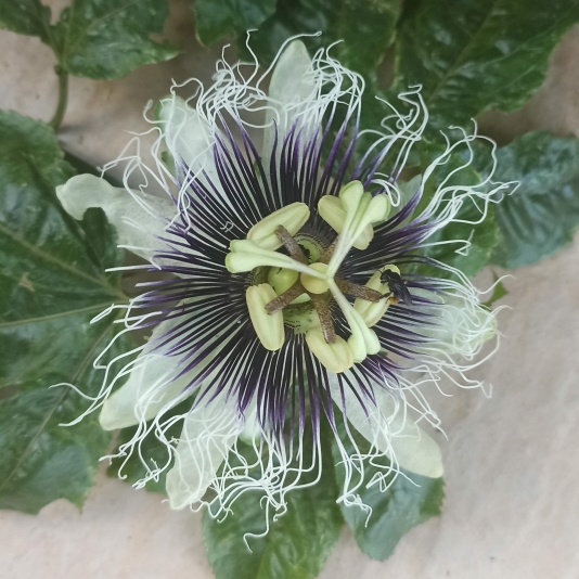 Plant image Passiflora edulis 'Panama Red'