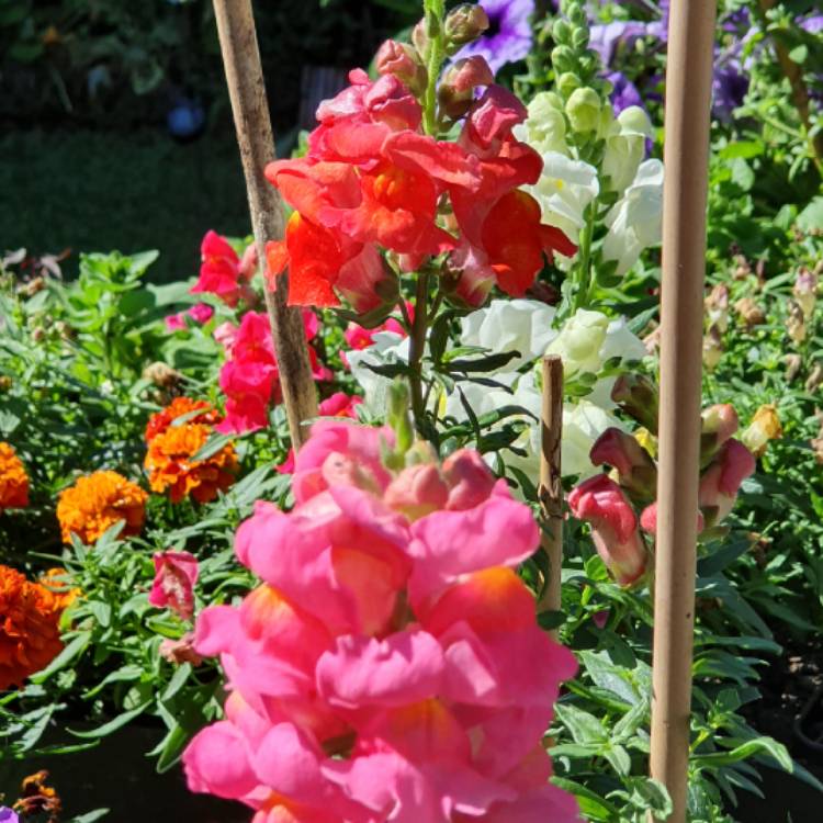 Plant image Antirrhinum majus 'PAS409646' (Snapshot Series) syn. Antirrhinum majus 'Snapshot Red'