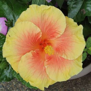 Hibiscus rosa-sinensis 'Bali Sunset'