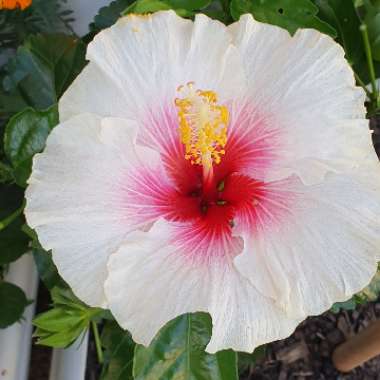 Hibiscus rosa-sinensis 'Shabby Chic'