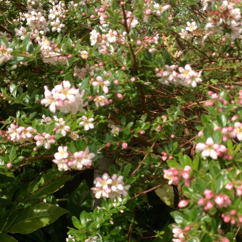 Plant image Escallonia 'Apple Blossom'