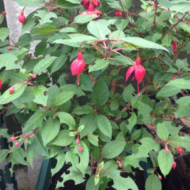 Fuchsia 'Dollar Princess'