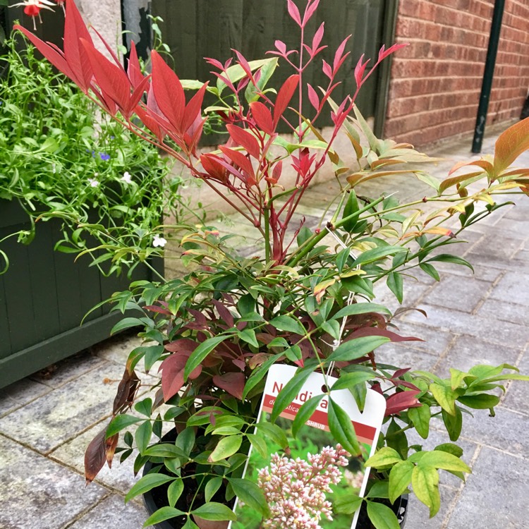 Plant image Nandina Domestica 'Woods Dwarf'