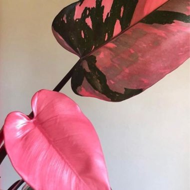 Philodendron 'Pink Princess' syn. Philodendron erubescens 'Pink Princess'