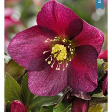 Hellebore 'HGC Ice 'N' Roses Rose'