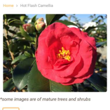 Camellia