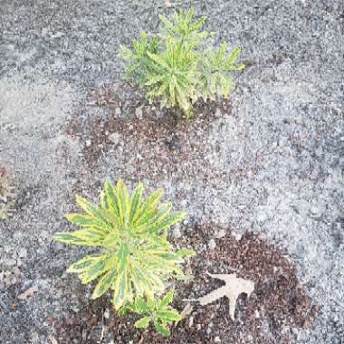 Martin's Spurge 'Ascot Rainbow'