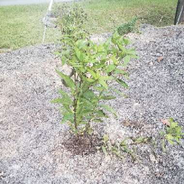 Baby Joe Pye Weed