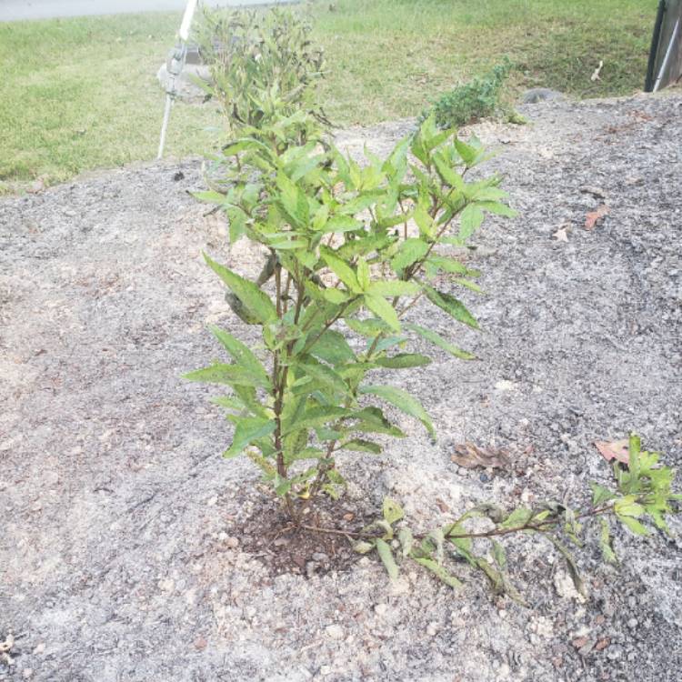 Plant image Eupatorium dubium 'Baby Joe'