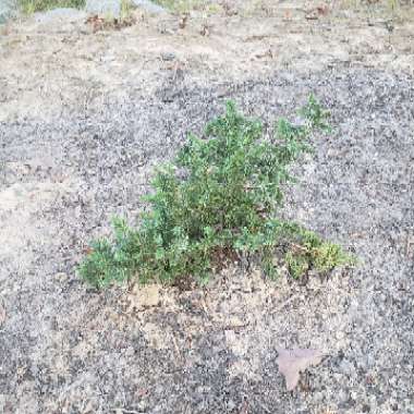 Blue Pacific Juniper